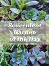 Succulent Garden of The Day