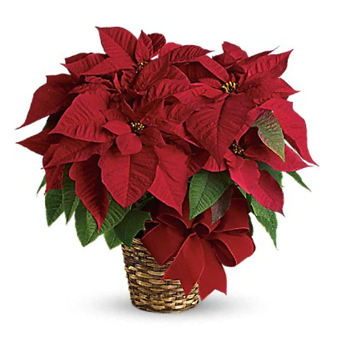 Red Poinsettia