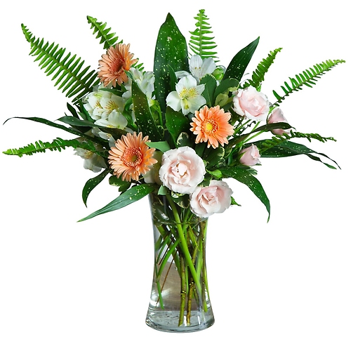 Gerbera Baby