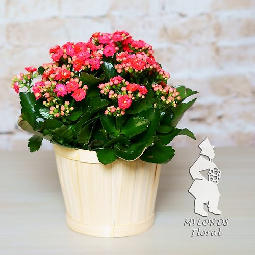 Kalanchoe Plant