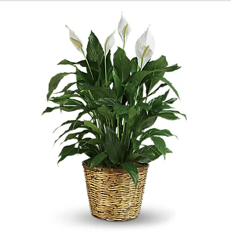 Simply Elegant Spath - Large