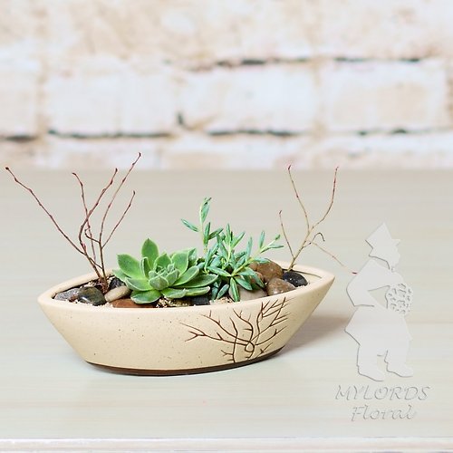 Serene Succulent Garden